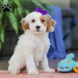 Chloe, Cockapoo Puppy